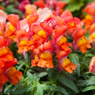 Антирринум (Львиный зев) Крэкл энд Поп Оранж Агрофирма Аэлита