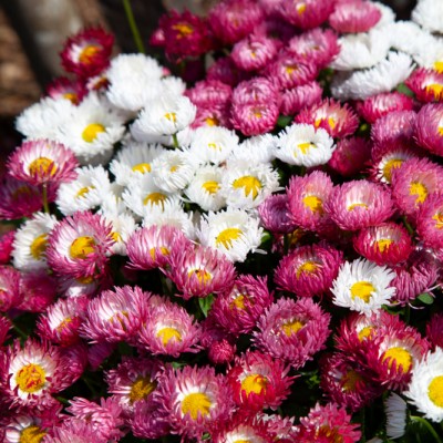 Маргаритка Бам Бам Микс Агрофирма Аэлита