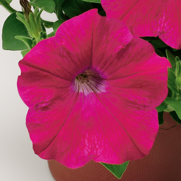 Петуния ампельная Хэнг Аут Дип Роуз