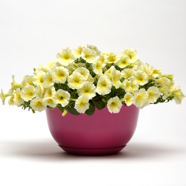 Петуния ампельная крупноцветковая Е3 Изи Вейв Еллоу Агрофирма Аэлита