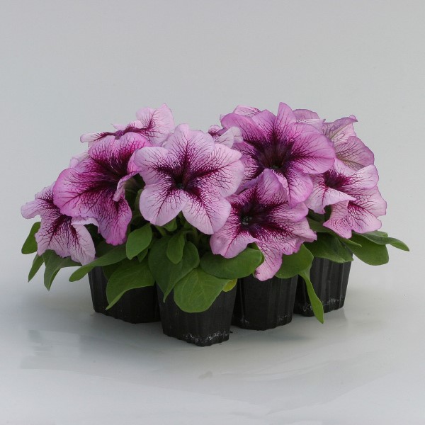 Петуния крупноцветковая Призма Блюберри Сандей Агрофирма Аэлита