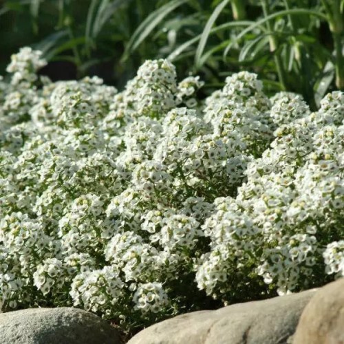 Алиссум Клиа Кристалл Вайт Агрофирма Аэлита