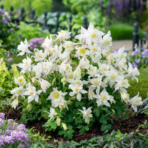 Аквилегия Эрлибёрд Вайт