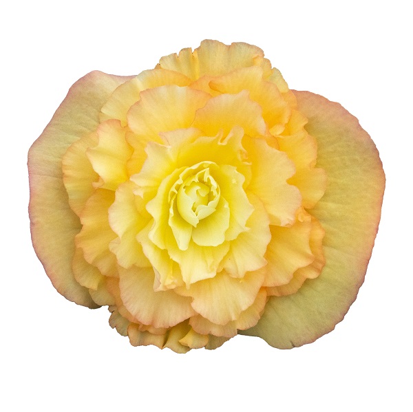 Бегония клубневая Нонстоп Пич Шейдс Агрофирма Аэлита