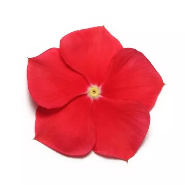 Катарантус Пацифика Икс Пи Рилли Ред