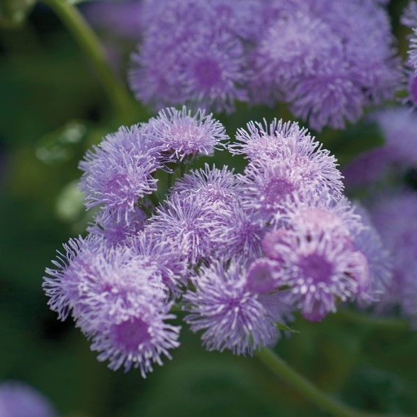 Агератум Горизонт Блю Агрофирма Аэлита