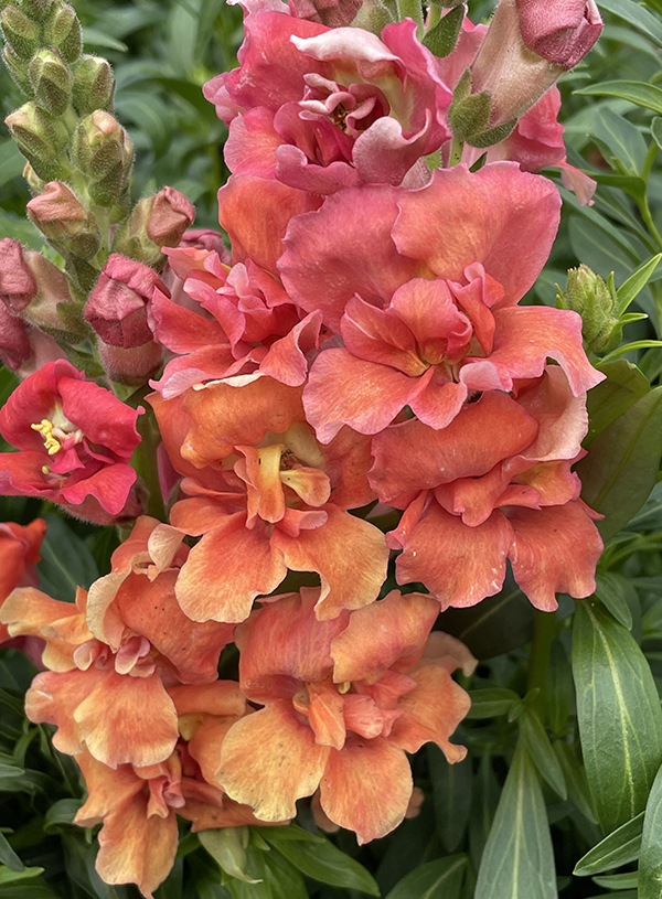 Антирринум (Львиный зев) Мадам Баттерфляй Бронз Агрофирма Аэлита