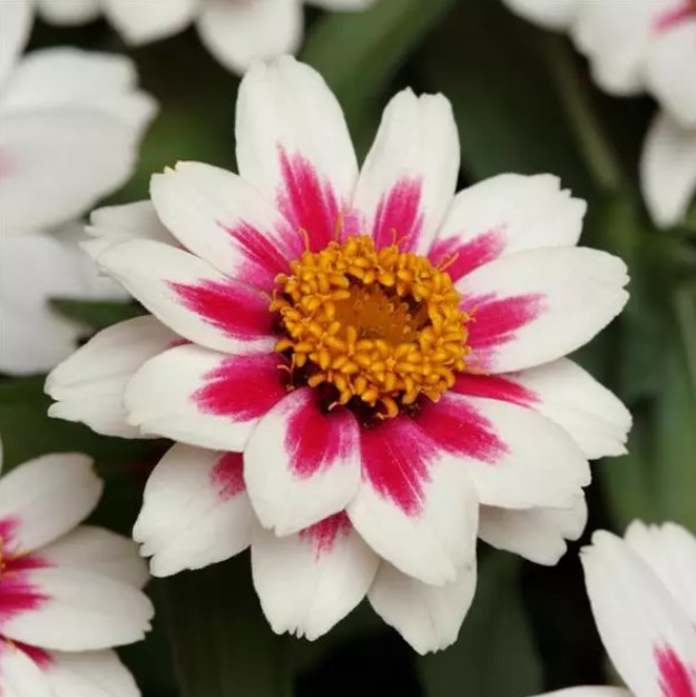 Цинния мариландская Захара Роуз Старлайт