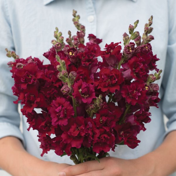 Антирринум (Львиный зев) Мадам Баттерфляй Ред Агрофирма Аэлита