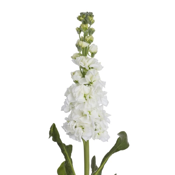 Маттиола (Левкой) Эрроу Вайт