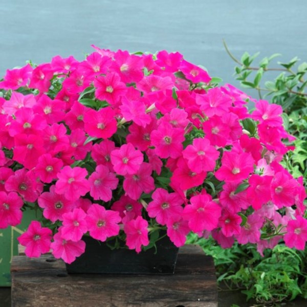 Петуния ампельная крупноцветковая Опера Суприм Роуз
