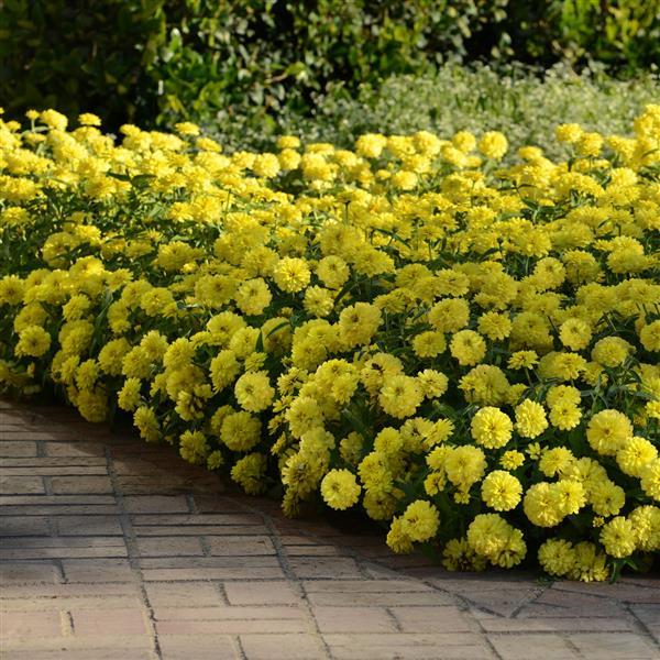 Цинния мариландская Дабл Захара Еллоу Агрофирма Аэлита