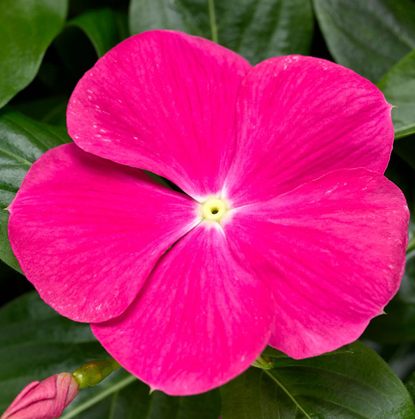 Катарантус ампельный Кора Каскад Брайт Роуз