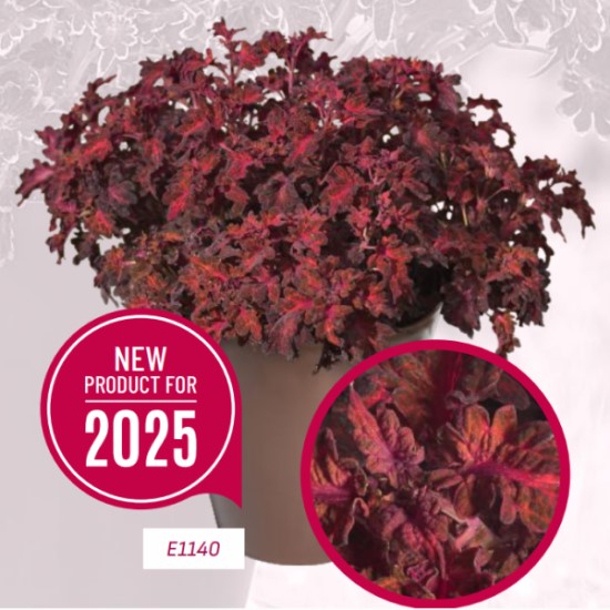 Колеус Колоча Ред Агрофирма Аэлита