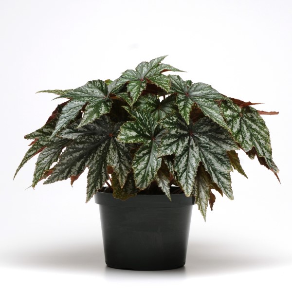 Бегония гибридная Грифон