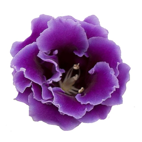 Глоксиния (Синнингия) Брокейд Блю