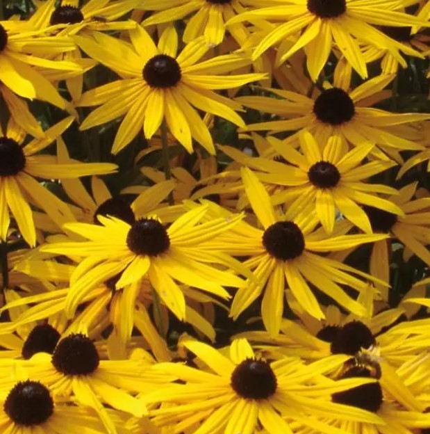 Рудбекия Голдштурм