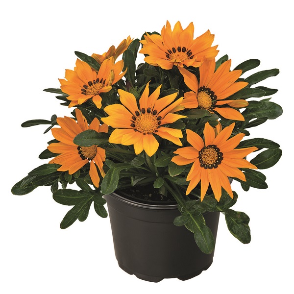 Гацания Зени Оранж