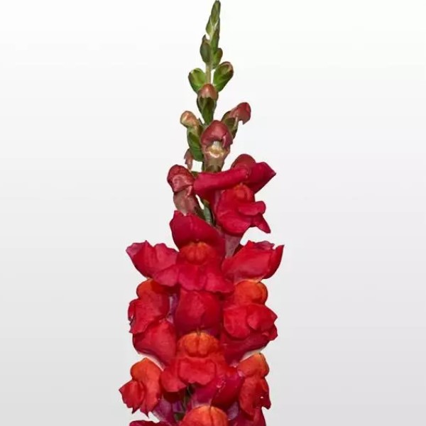 Антирринум (Львиный зев) Мэриленд Фламинго