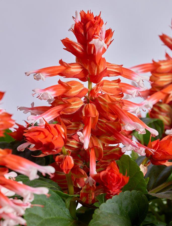 Сальвия сверкающая Хотблум Ред Страйп