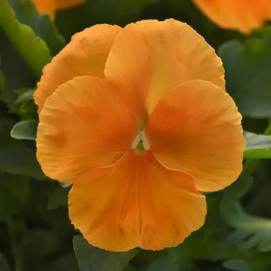 Виола виттрока Топ Вейв Оранж Агрофирма Аэлита
