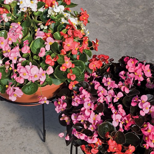 Бегония вечноцветущая Эрика Комплит Микс Агрофирма Аэлита