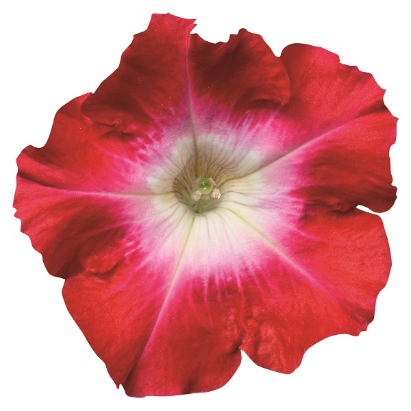 Петуния многоцветковая Селебрити Ред Морн Агрофирма Аэлита