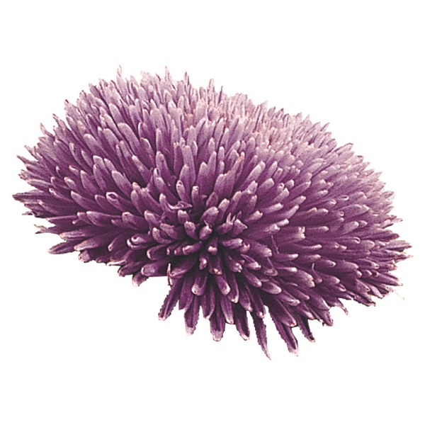 Астра Гала Лавендер Агрофирма Аэлита