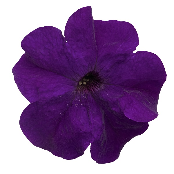 Петуния крупноцветковая Саксесс! 360° Блю