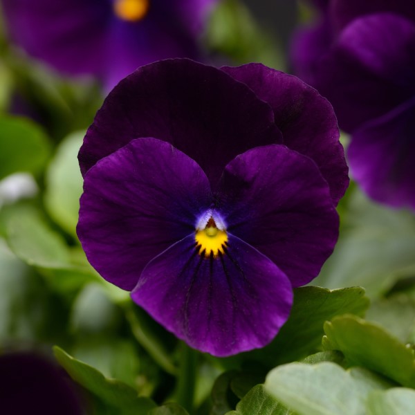 Виола рогатая Сорбет Икс Пи Пурпл Агрофирма Аэлита