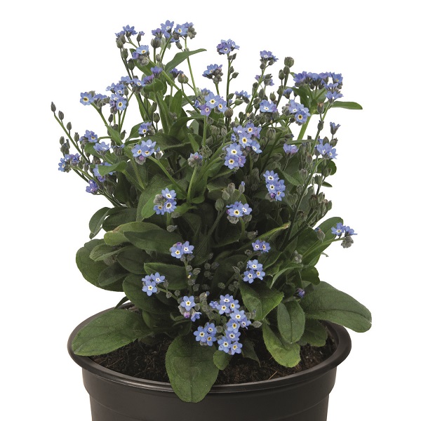 Незабудка Беллами Блю